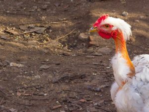 Walang buhok na lahi ng manok