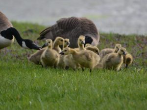 Mga gosling sa mga unang araw ng buhay