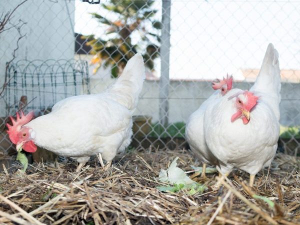 Poulets Hisex Blanc