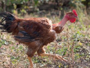 Mga manok ng lahi ng Espanya Fluke