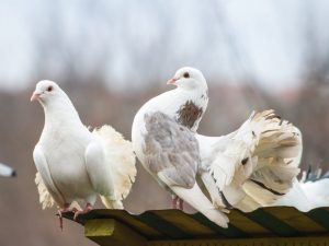 Izhevsk vysoko letiace holuby