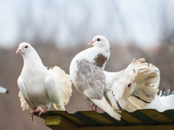 Izhevsk high-flying pigeons