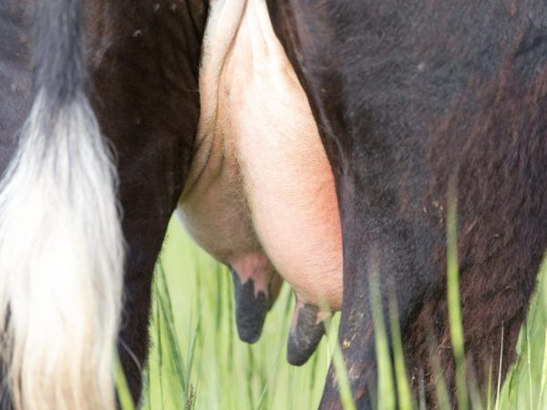 Paano gamutin ang edisyong udder sa isang baka