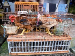 Aviary para sa mga manok gamit ang kanilang sariling mga kamay