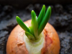 Hogyan lehet hagymát termeszteni egy műanyag palackban