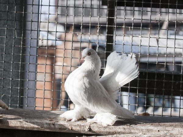 Kasana pigeons