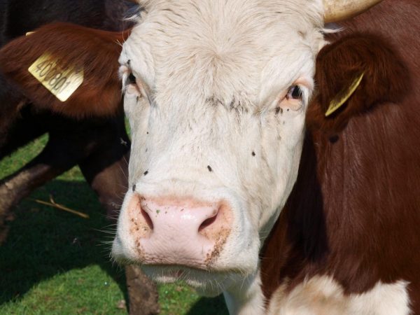 Race de vaches à tête blanche kazakhe