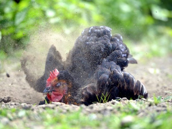 Acarien de poulet