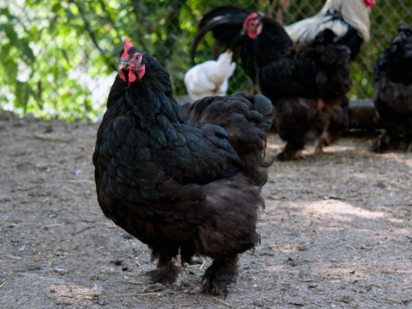 Poulets de la race Cochinchin