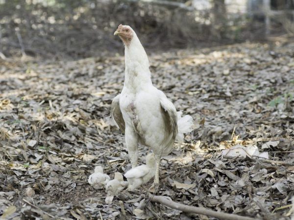 Coccidiosis sa manok at manok ng broiler