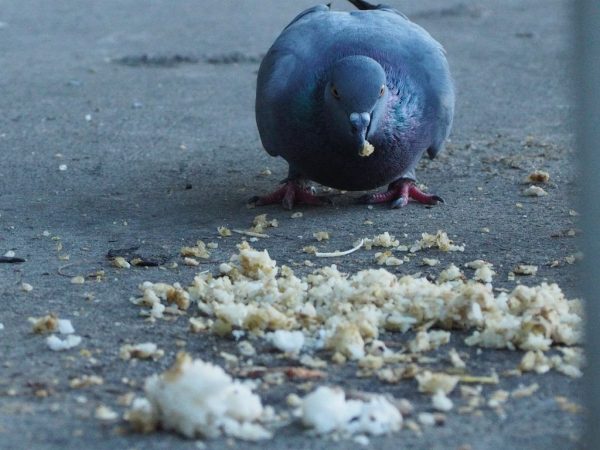 Coccidiosis sa mga kalapati