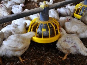 DIY broiler manok feeder