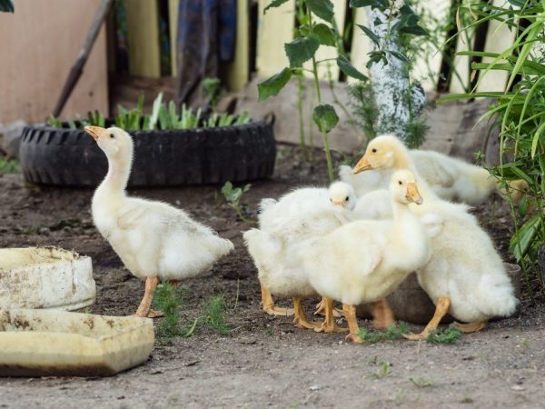 Направи си сам хранилки за гъски