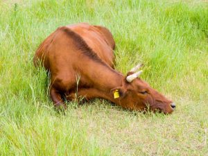 Race de vaches de la steppe rouge