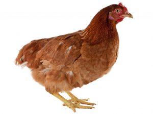 Kuban na pulang lahi ng manok