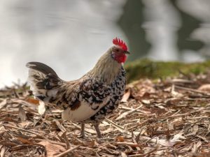 Livenskaya calico lahi ng manok