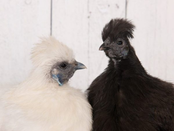 Races de poulet Shaggy