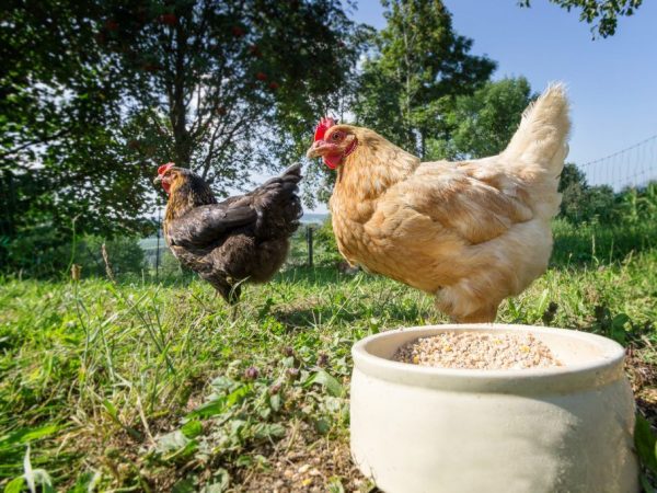 Paghahalo para sa pagtula ng mga hens at broiler