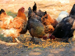 Races de viande de poulets