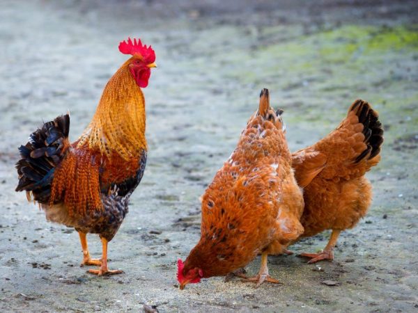 Mga lahi ng manok na kumakain ng karne