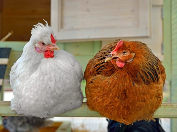 Roost para sa pagtula hens