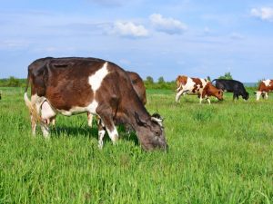 Bovine lodular dermatitis