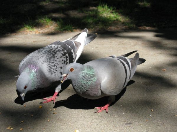 Variole chez les pigeons