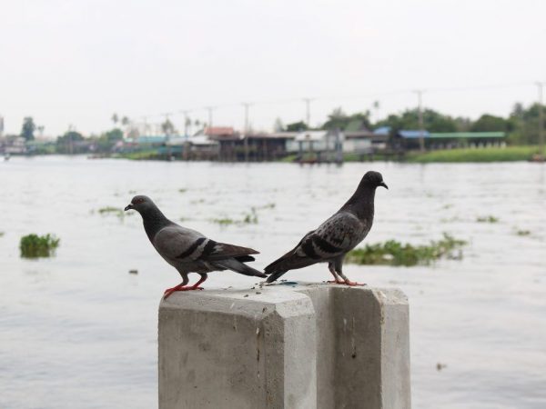 Gawin itong-sarili kalapati scarer