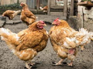 Bakit nag-peck ang mga manok hanggang sa dumugo