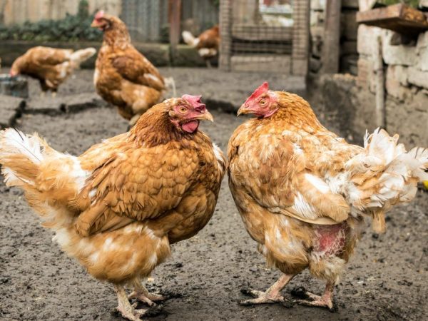 Bakit ang mga manok ay nagtatalo sa bawat isa hanggang sa dumugo