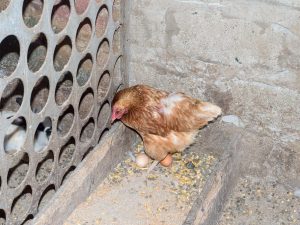 Bakit ang mga manok ay nagtatalo ng mga itlog