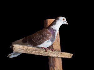 Mga pigeons ng carrier