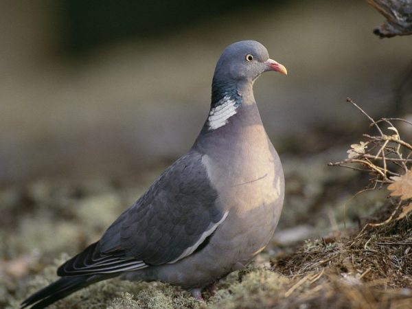 Mga lahi ng pigeon