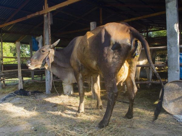 Parésie post-partum chez les vaches