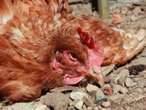 Pullorosis ng mga manok at manok