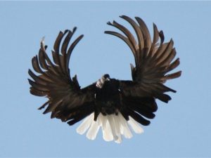 Crescent pigeons