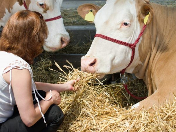 Race de vaches Simmental