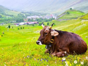 Combien d'années vit une vache