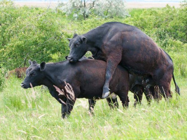 Accoupler les vaches et les taureaux