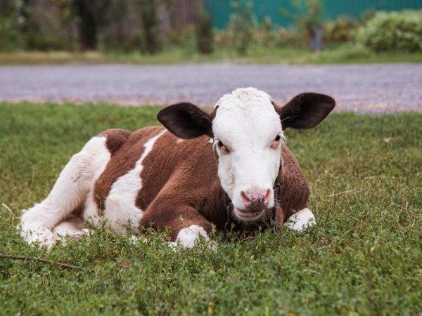 Période sèche chez les vaches