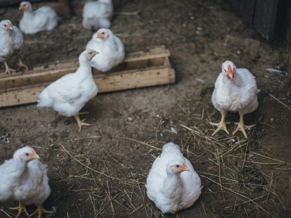 Saklaw ng temperatura para sa mga broiler