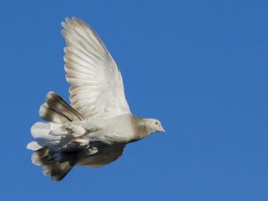 Takla turkish pigeons