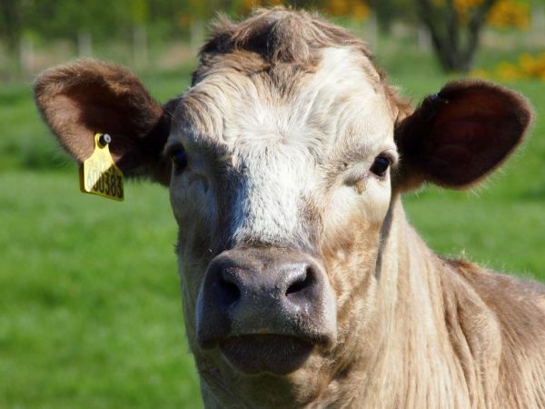 La vache n'a pas de chewing-gum