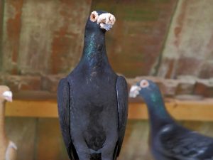 Mga pigeons na Hungarian