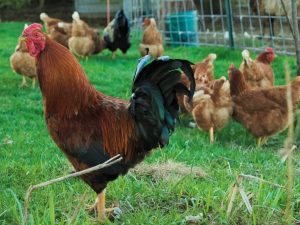 Ang mga manok ay nagmumula sa Hungarian Giant