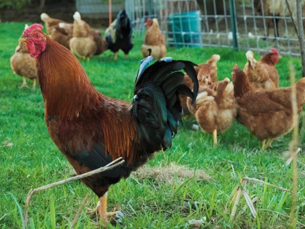 Poulets de race Géant hongrois