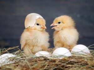 Ang timbang ng broiler ayon sa araw at buwan