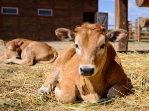 Vitamines de veau pour une croissance rapide