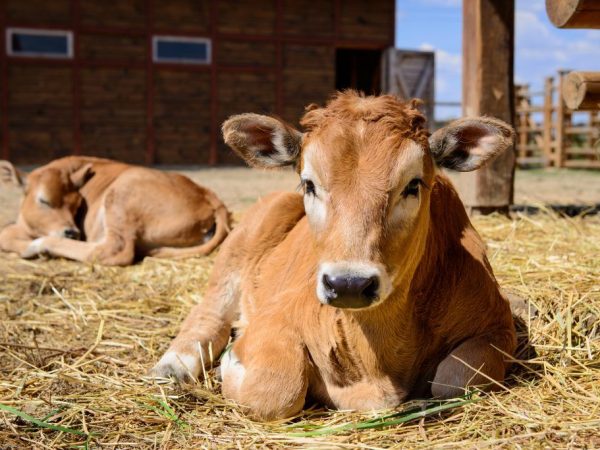 Calf vitamins for fast growth