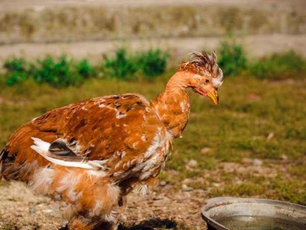 Poux chez les poulets